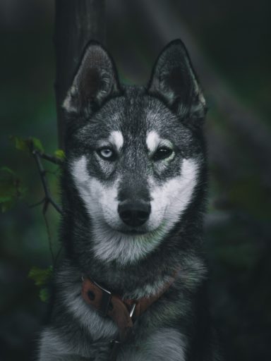 Un husky au pelage gris et blanc, avec des yeux clairs, regard intense dans un environnement sombre.